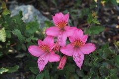 Alstroemeria ligtu ligtu