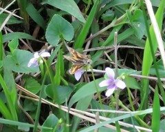 Potanthus pseudomaesa