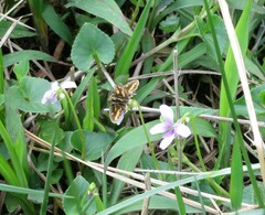 Potanthus pseudomaesa