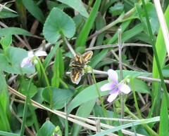 Potanthus pseudomaesa