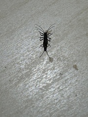 Allocapnia vivipara