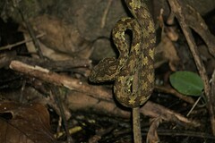 Craspedocephalus malabaricus