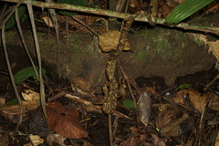 Craspedocephalus malabaricus