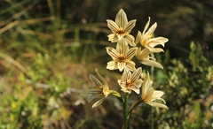 Chloraea nudilabia