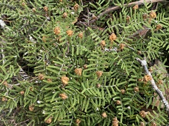 Gleichenia alpina