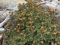 Gleichenia alpina