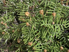 Gleichenia alpina