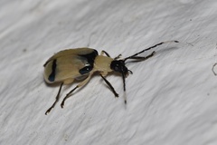 Diabrotica arcuata