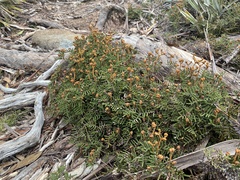 Gleichenia alpina