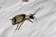 Diabrotica arcuata