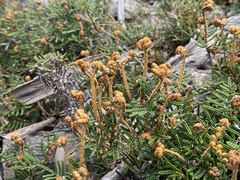 Gleichenia alpina
