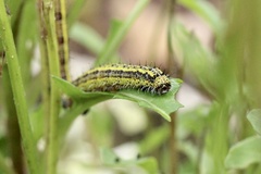 Lepidoptera