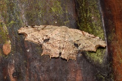 Epipleminae