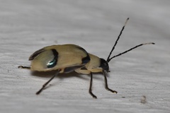 Diabrotica arcuata