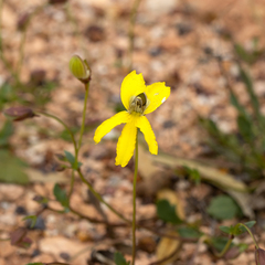 Goodenia arguta
