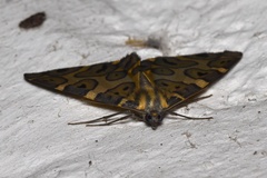 Pantherodes pardalaria