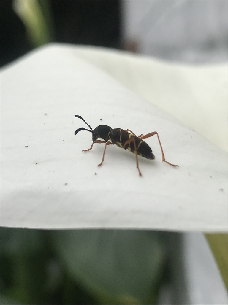 Ygapema errata