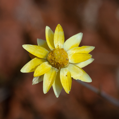 Rhodanthe polygalifolia