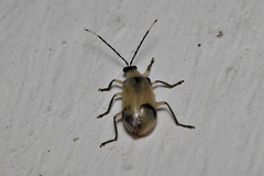 Diabrotica arcuata