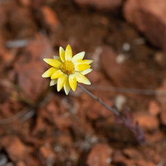 Rhodanthe polygalifolia