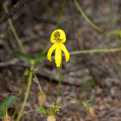Goodenia arguta