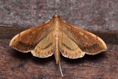 Margaroniini