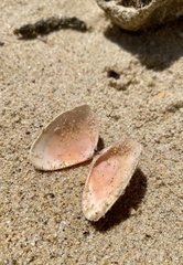 Latona deltoides