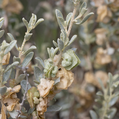Atriplex vesicaria