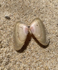 Latona deltoides