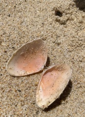 Latona deltoides