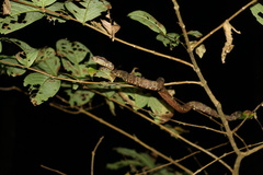 Craspedocephalus malabaricus