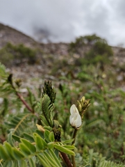 Astragalus