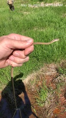 Thamnophis saurita saurita