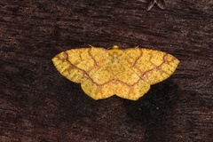 Periclina