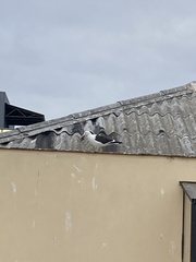 Larus dominicanus dominicanus