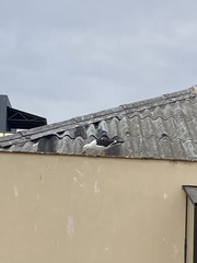 Larus dominicanus dominicanus