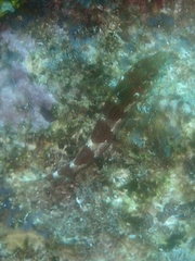 Malacoctenus triangulatus