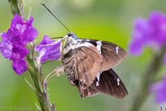 Astraptes fulgerator