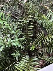 Acrostichum danaeifolium