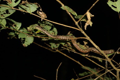 Craspedocephalus malabaricus