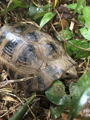 Indotestudo elongata