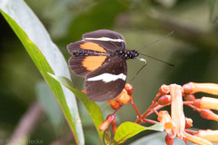 Heliconius clysonymus