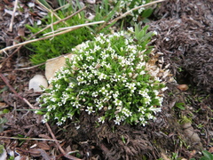 Cherleria biflora