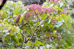 Heliocarpus americanus