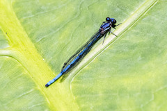 Argia medullaris