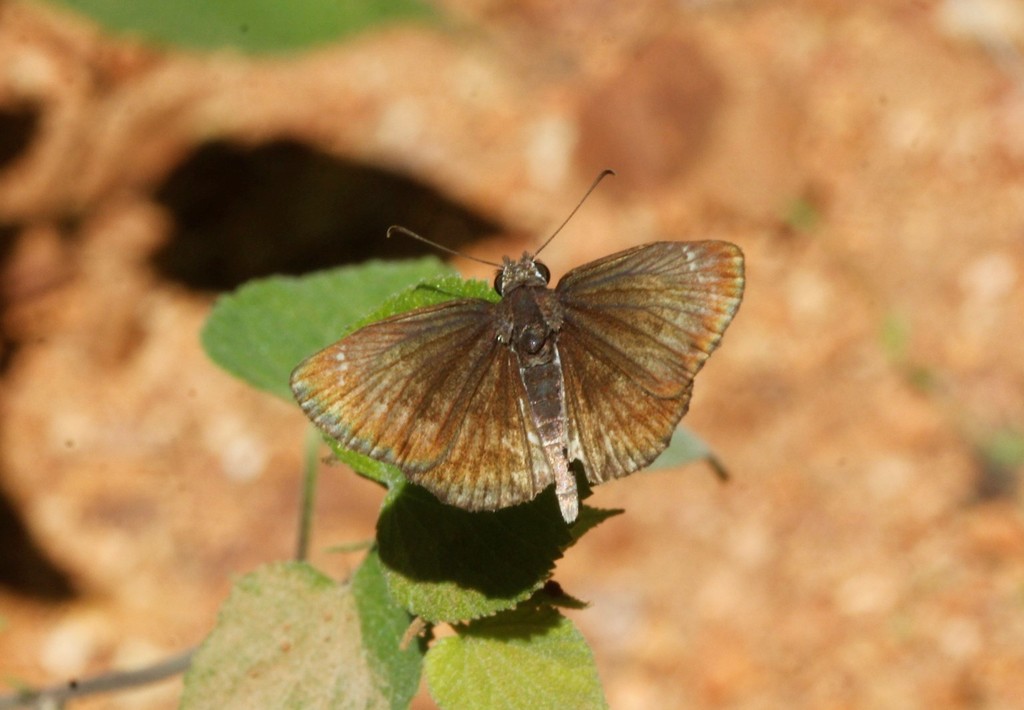 Sandy Skipper