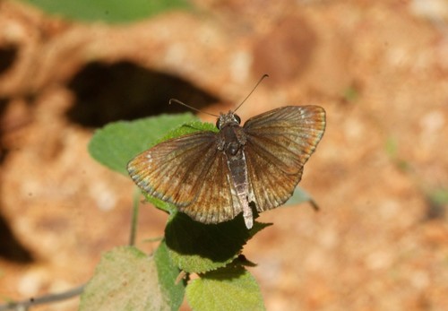 Sandy Skipper