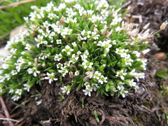 Cherleria biflora