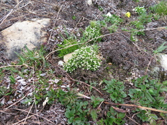 Cherleria biflora