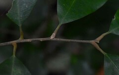 Mischocarpus anodontus